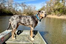 Dog-on-Boat-on-the-Saline-River-Benton-Arkansas