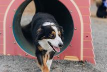 Dog-in-Tunnel-at-Benton-Dog-Park