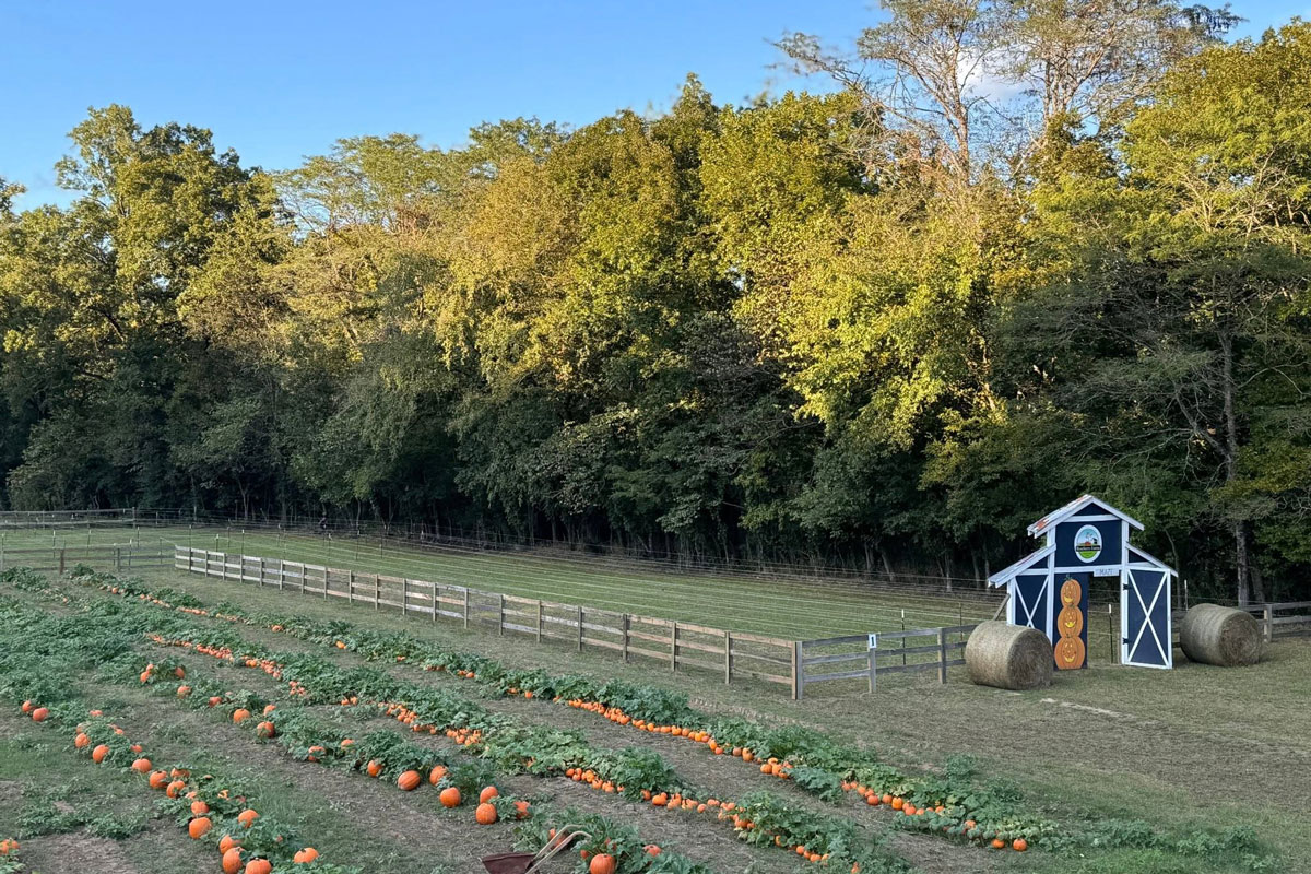 Roseberry Farms Pumpkin Patch